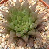 Haworthia transluscens Dscf1917.jpg